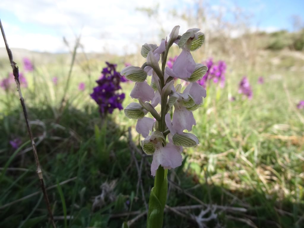 Anacamptis morio